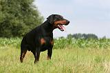 DOBERMANN 1273